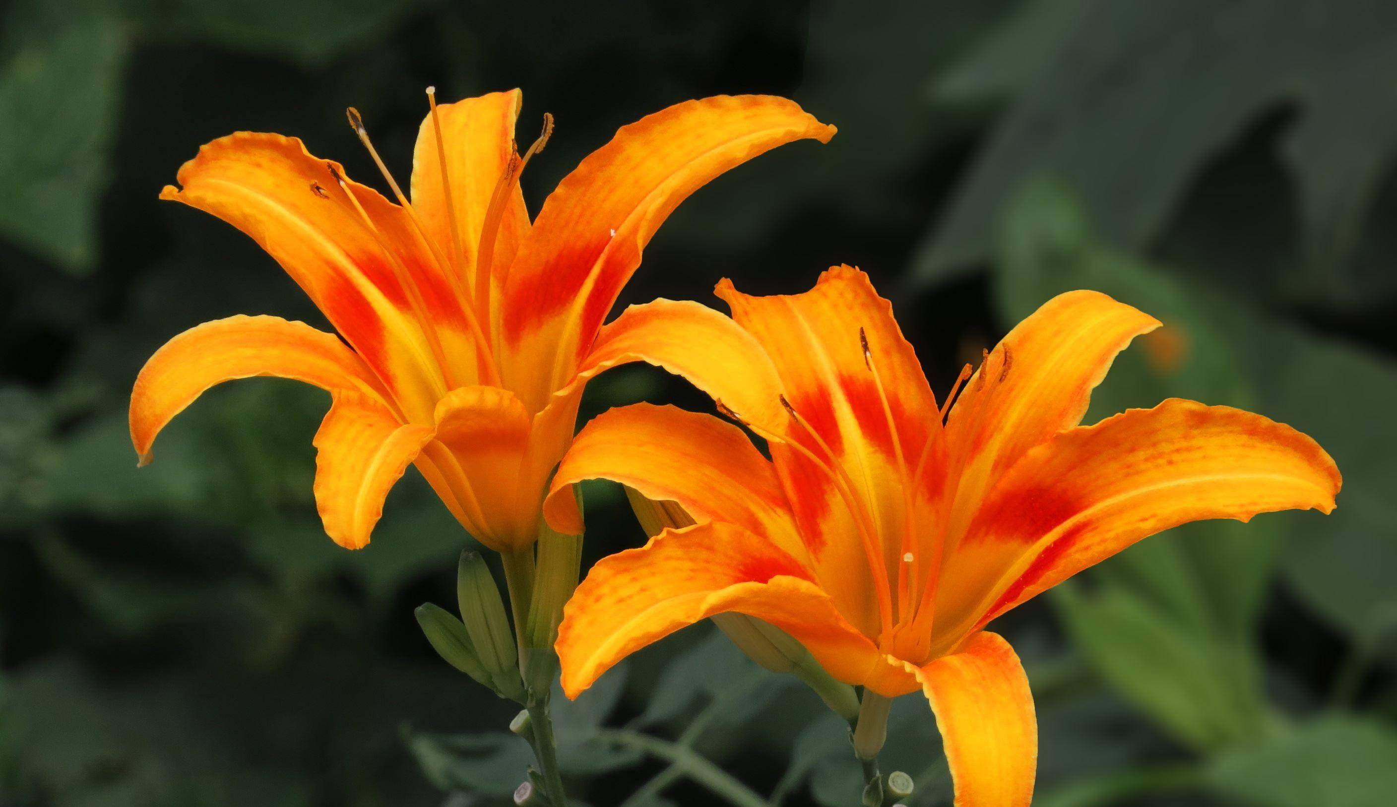 这3种好养又好看的"大型花",院子里不种上一些可惜了_开花_萱草_庭院