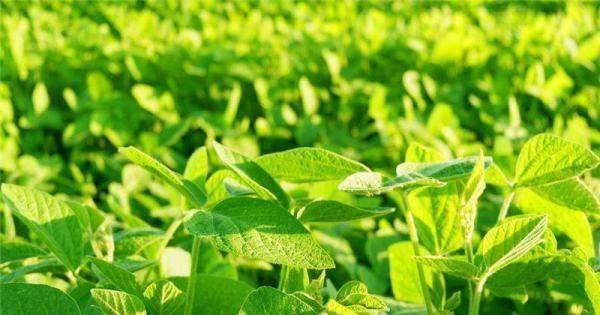 海底捞回应女子吃菠菜发现虫卵 菜上有虫卵煮熟吃有事吗