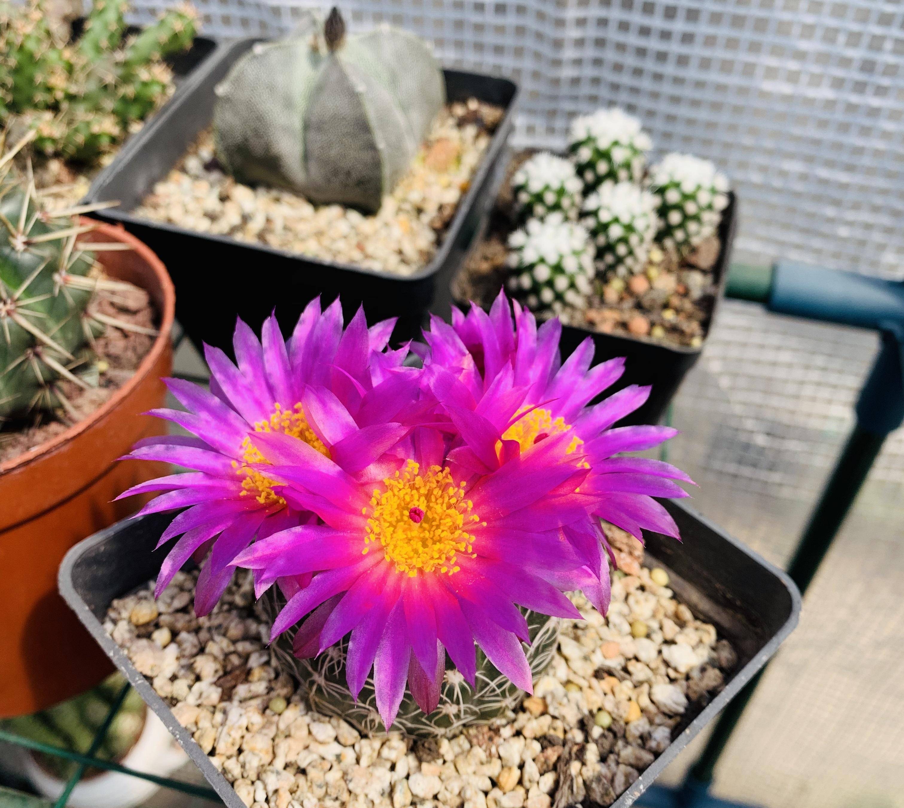 喜欢仙人球,就养"眩美玉",皮实好养,花色美丽,每年开花多次_球体_地方