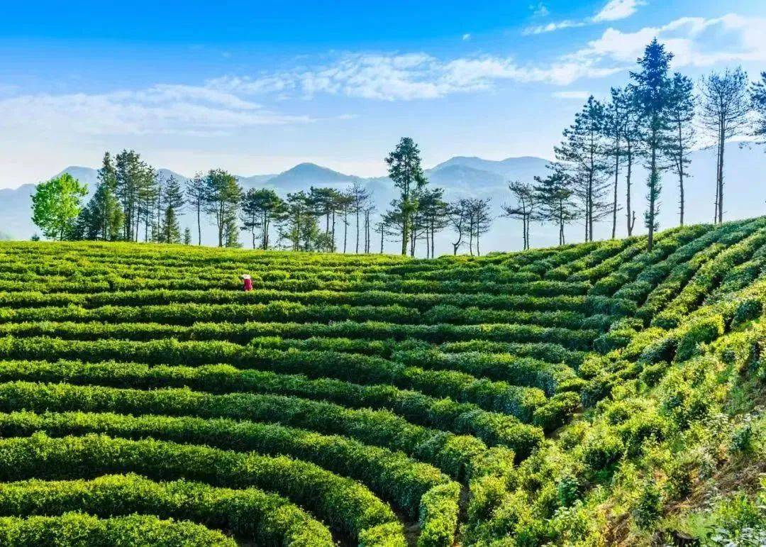 紫阳_宁强_茶叶
