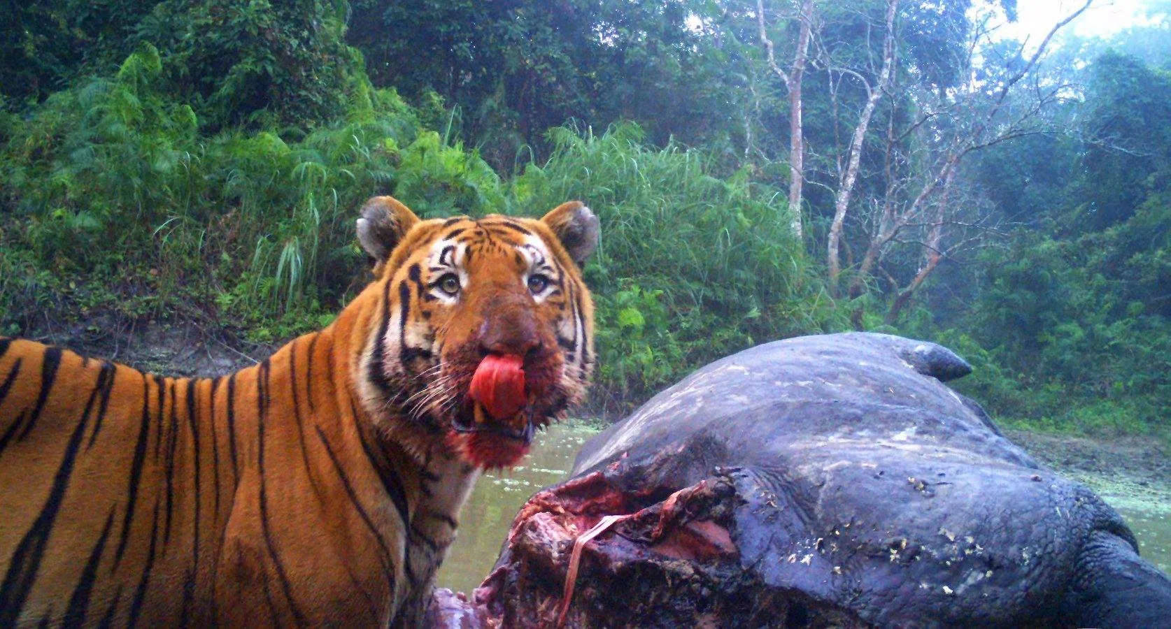 老虎和犀牛是否有交集?老虎能猎杀几千斤的成年犀牛吗?为什么?