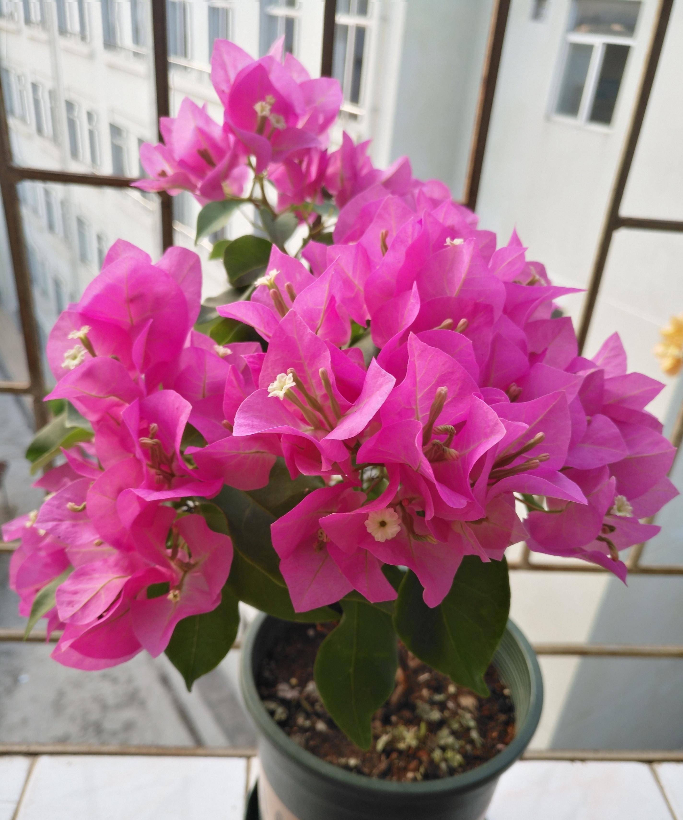 三角梅界的"贵族"—比芭,花色柔美,开花超勤奋,很值得拥有_品种_种植