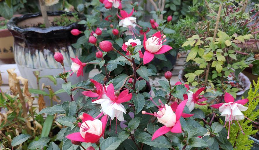 10种"流氓花",养它的都"后悔"了,一棵就泛滥,铲都铲不完_植物_其他