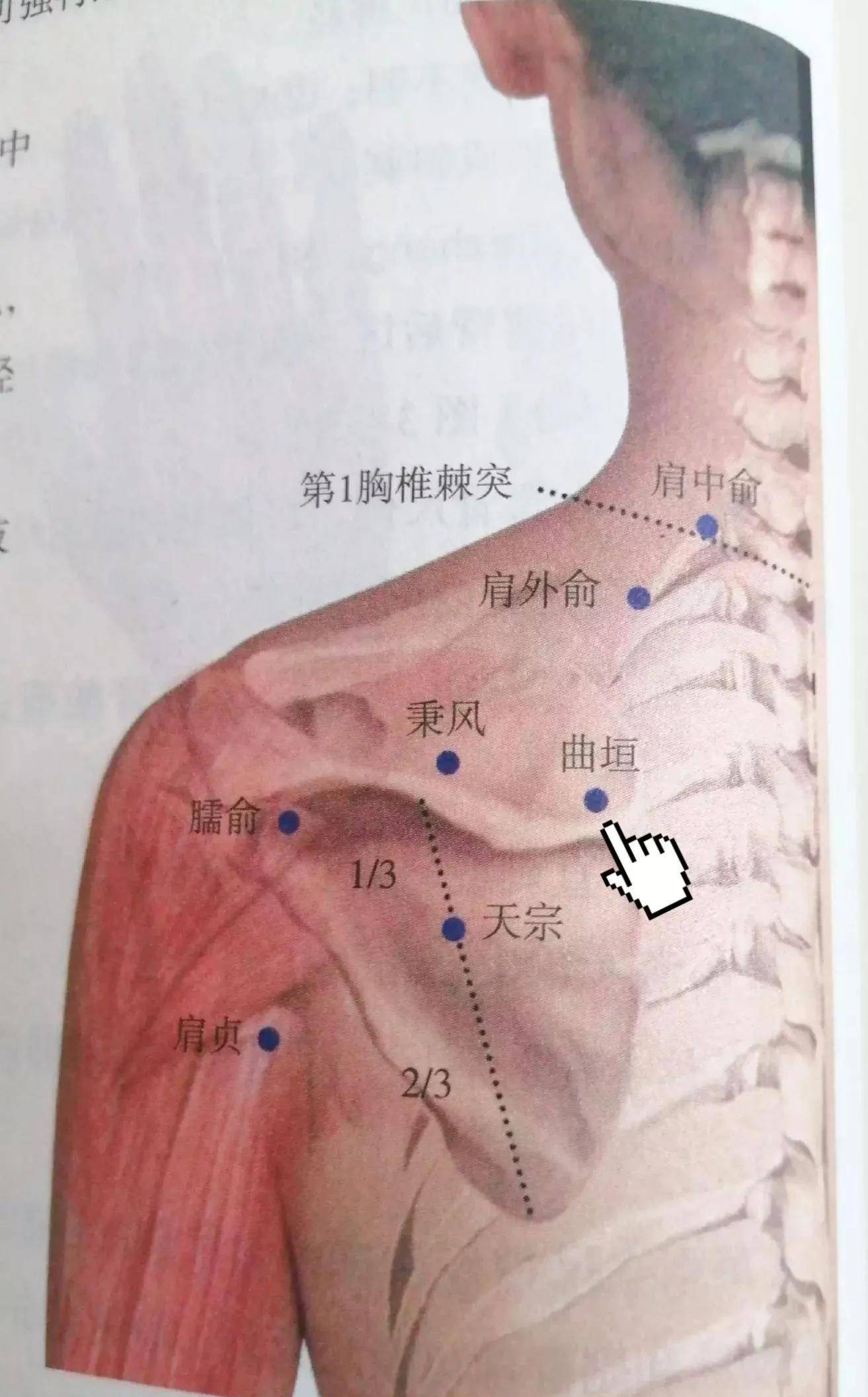 穴位很容易找到