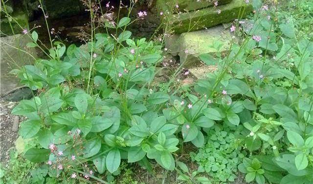 飞来参特别喜欢生长在老屋子的旁边,以前在老家的屋前屋后长得密密