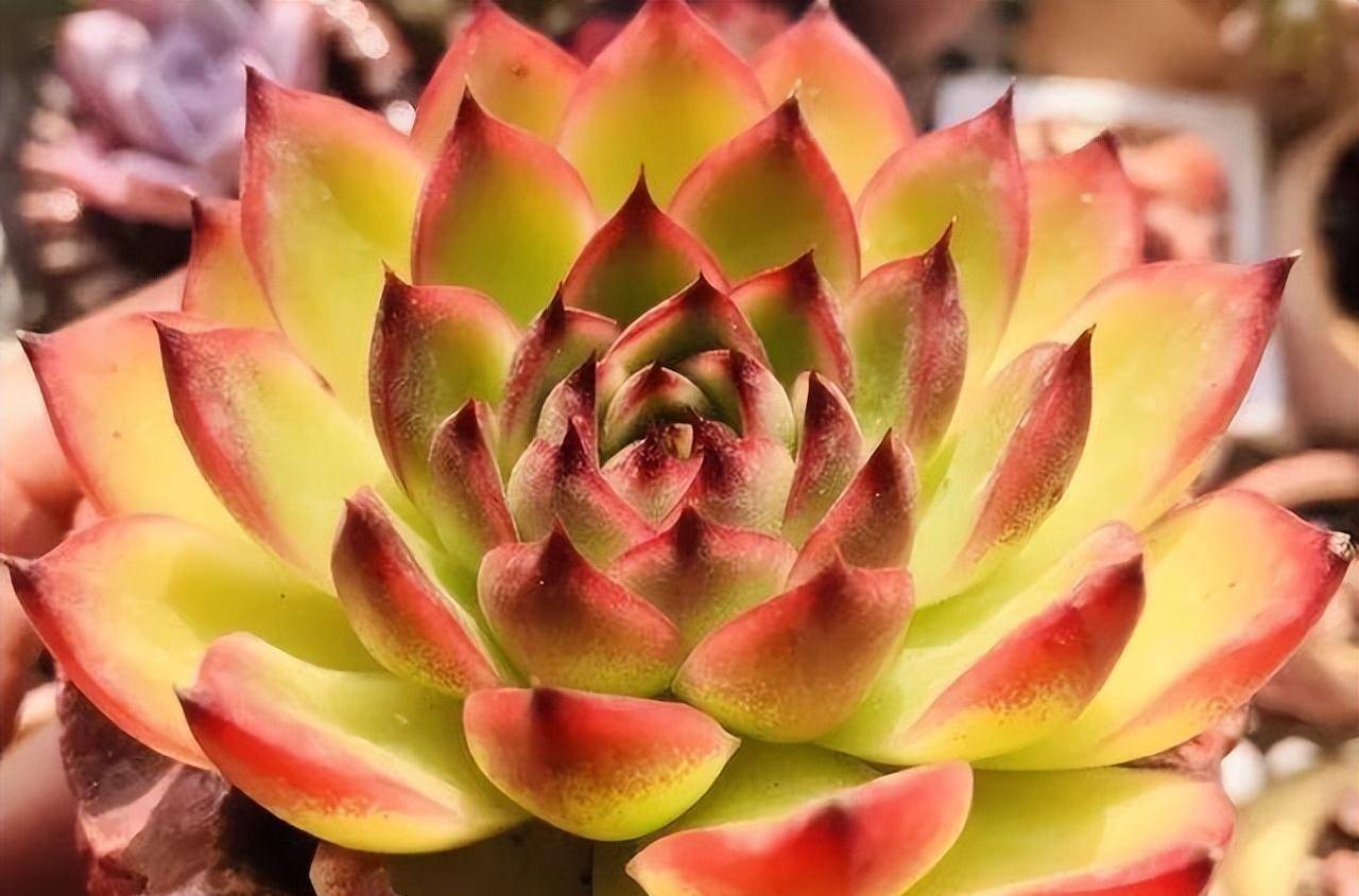 月亮石,室内阳台就能养出状态的莲座型多肉,南方花友可以放心养_养护