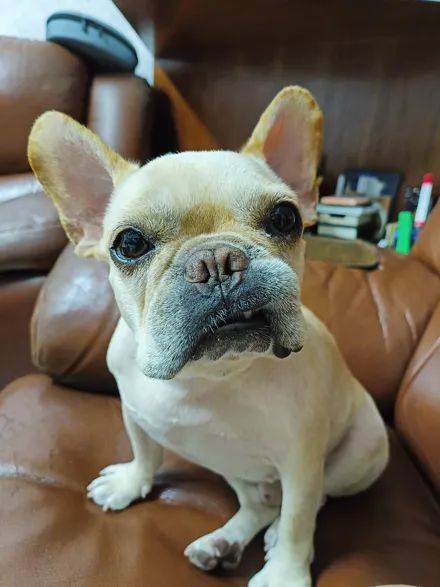 主人出门前玩了下手机,狗子狠瞪眼看着:还要多久?_狗狗_视线_低头