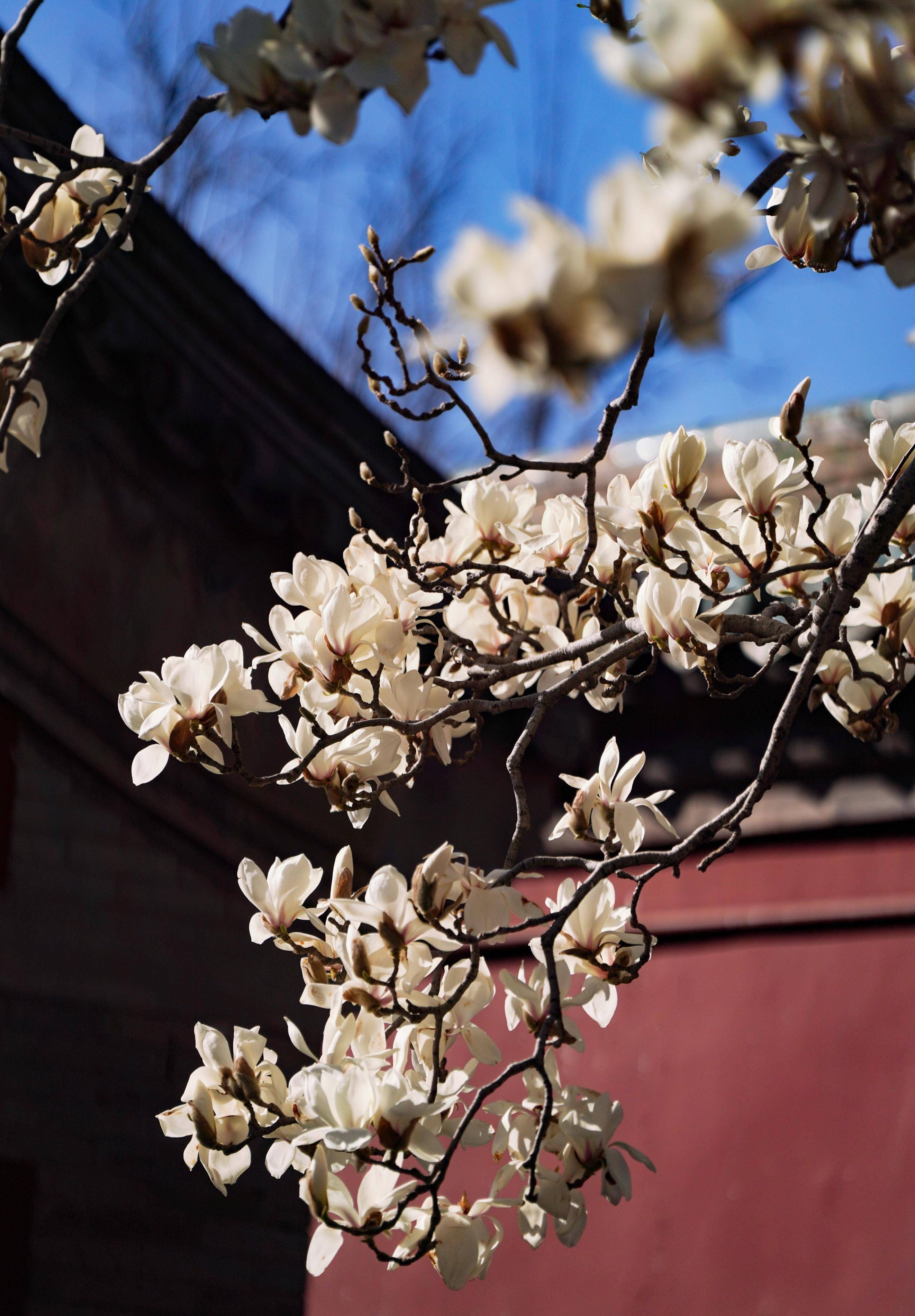 天坛公园赏花图片