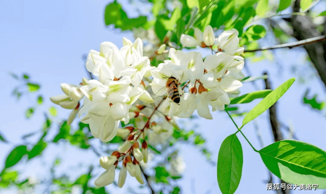 多彩洛宁赏花季——万亩花海乡村旅游暨户外运动节_观光_线路_罗岭乡