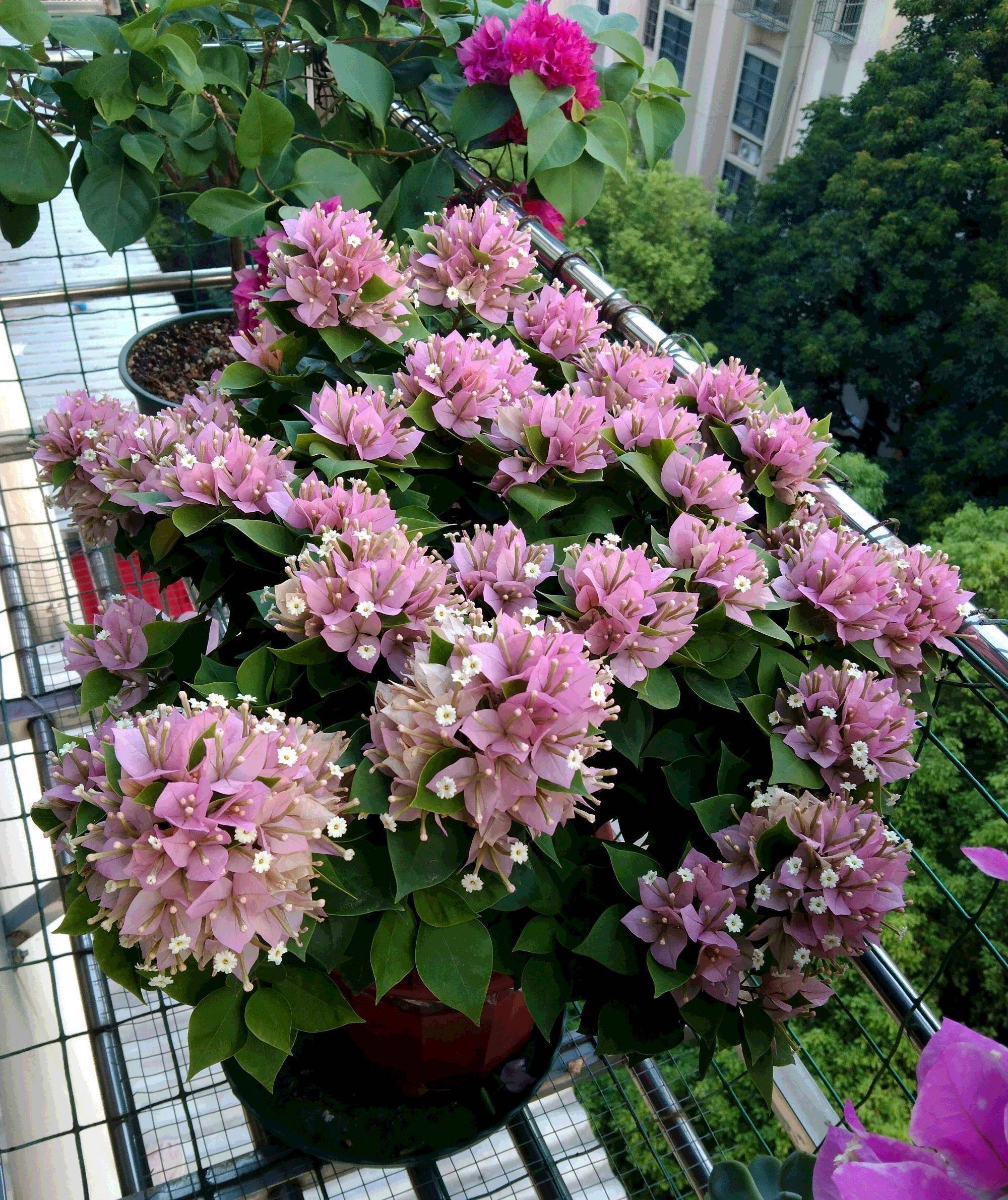 阳台养三角梅,可以选"塔橙",株型紧凑,花叶俱美,三季有花开_花友_地方