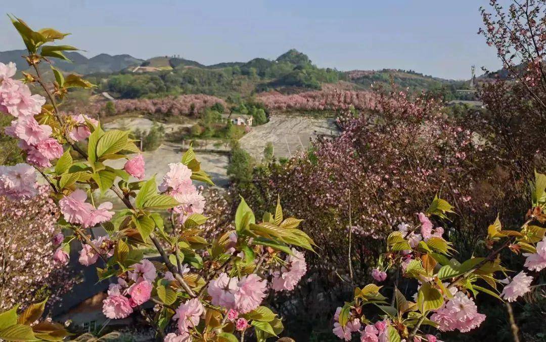 乐山沙湾樱花基地图片