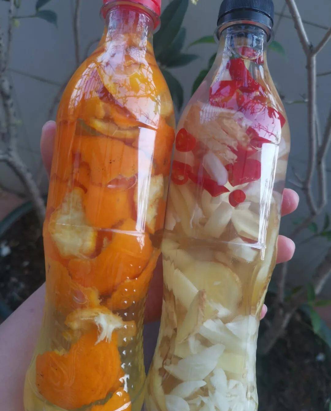 关于月季花的红蜘蛛小妙招(亲测有效)_叶子如_方法_杀虫药
