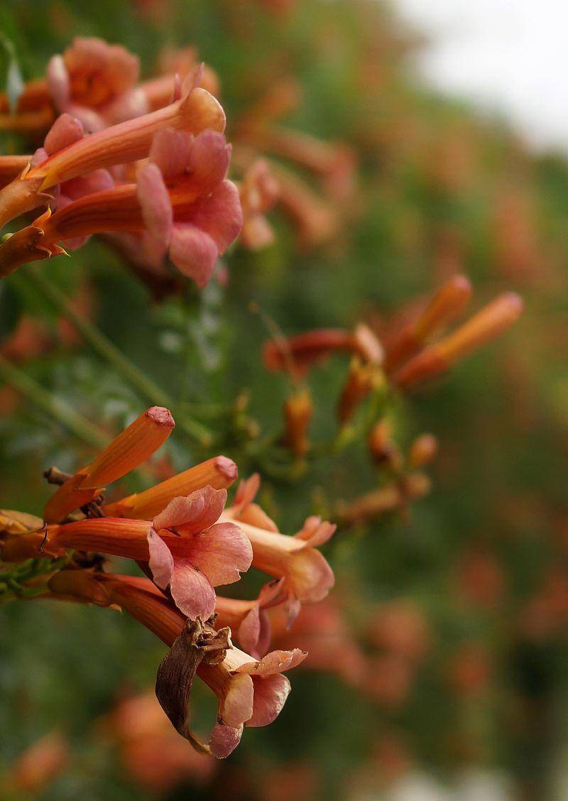 凌霄花是"宝"还是"草"?