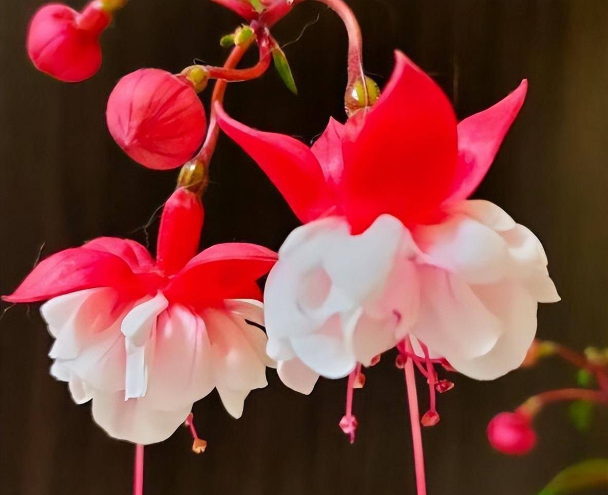 倒挂金钟好养吗?简单3步,四季都在开花_养分_管理_散射光