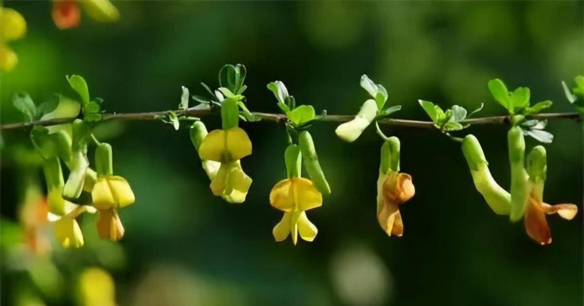 金雀花,請借我飛翔的翅膀,讓我能飛到他身旁|花名冊no.