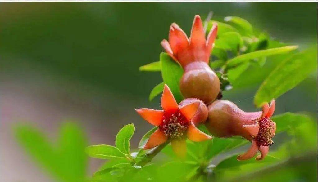 石榴花,雌雄莫辨?一招教你轻松识别|花名册no.00137_雄花_雌花_花朵