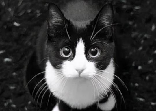 的大小分为"乌云盖大雪"和"乌云盖小雪"黑猫白尾梢"墨玉垂珠"通身黑