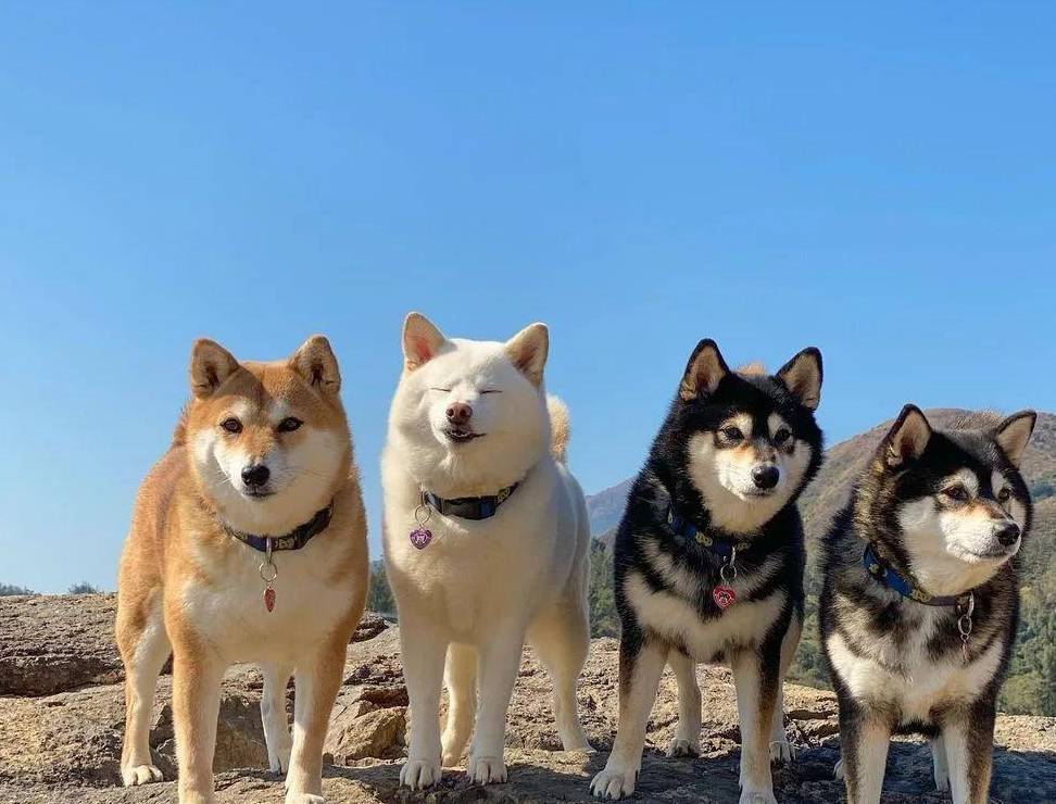 太难了,四只柴犬合照可太难了_hina_表情_kikko