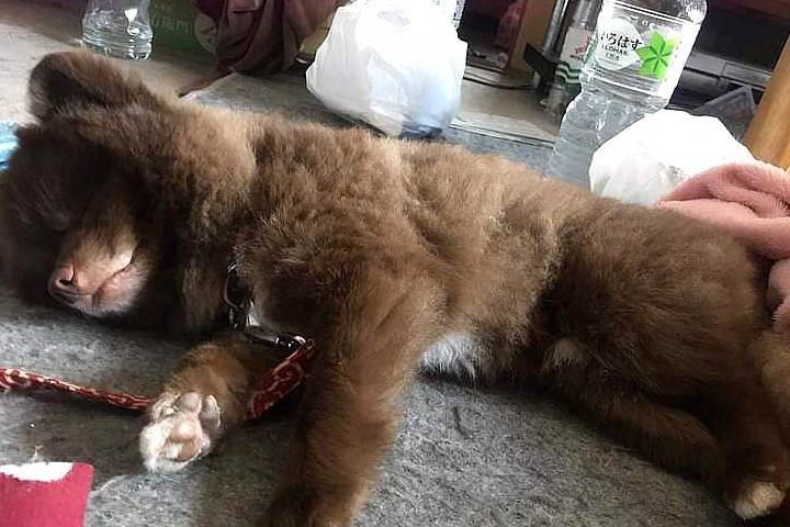 带黑褐色狗狗散步，被误认为貉，主人笑哭：这是博美！ 