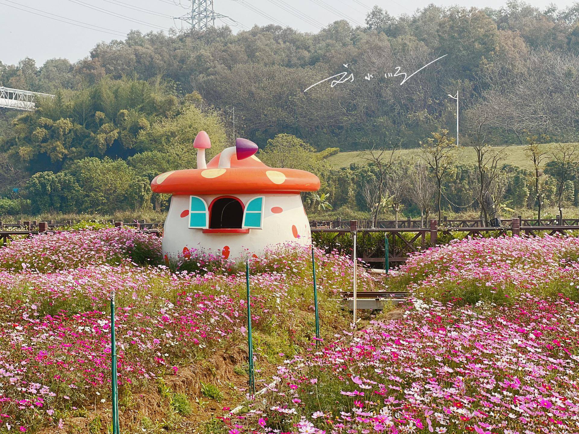 七彩鲜花（七彩鲜花饼） 第9张