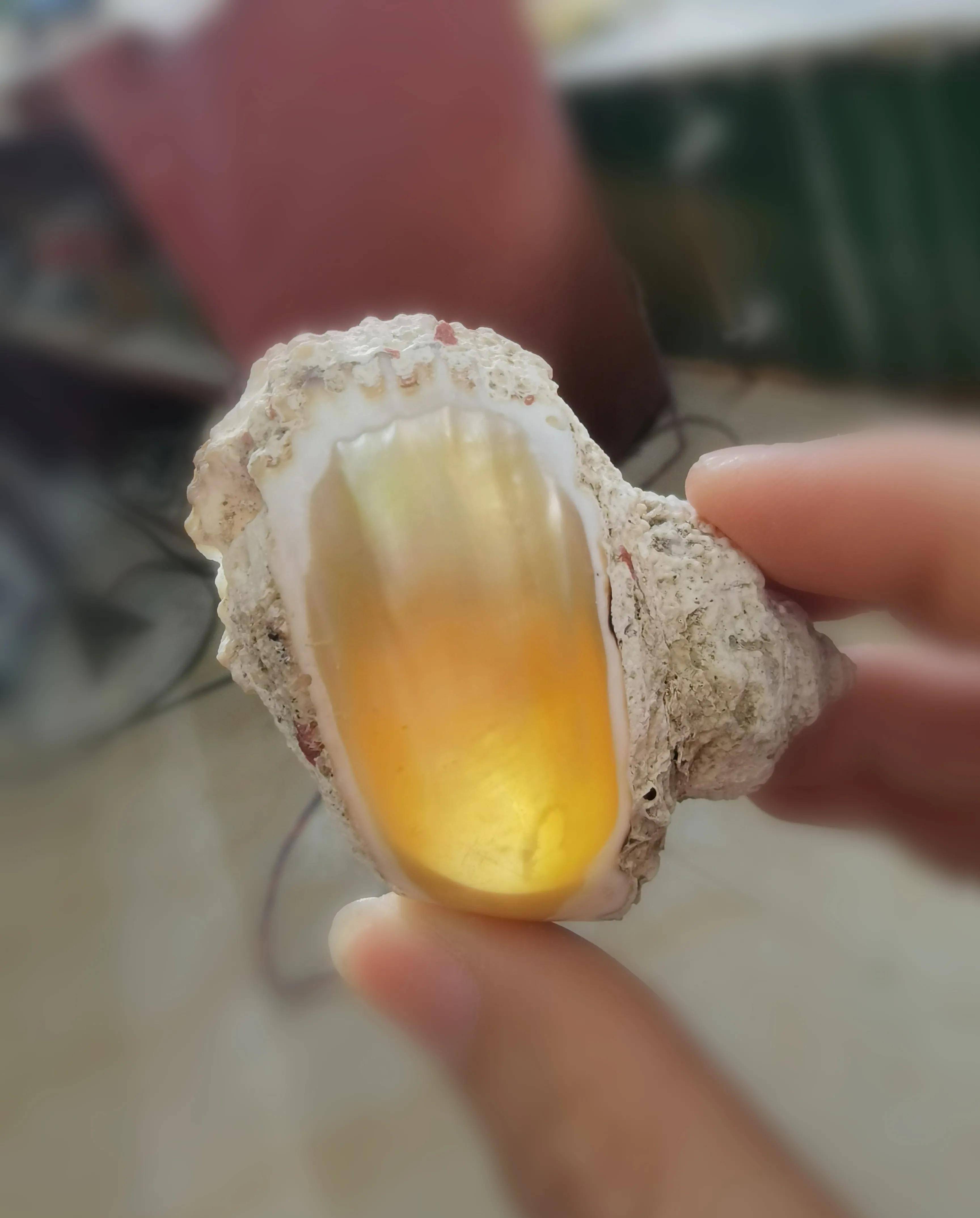 贝壳雕刻的牡丹花,你没见过的全新版本「原创」_贝雕_海南省_地方