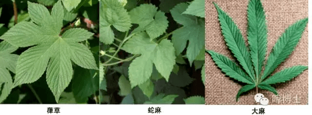 花中隐士是什么花（花中隐士是啥花） 第3张