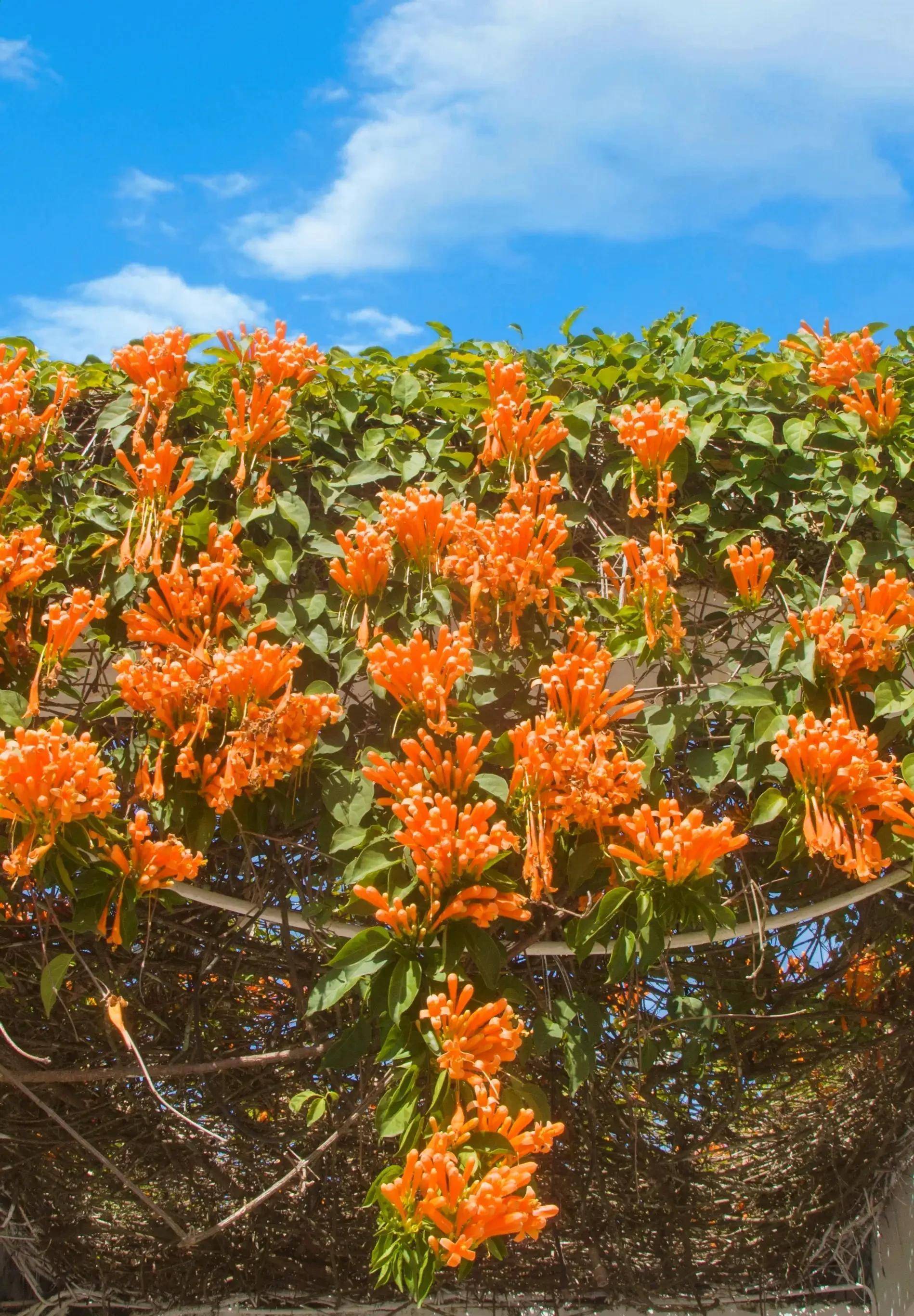全国有多少个西湖我不知道,但是漳浦西湖还是要去看看的_樱花_刺桐