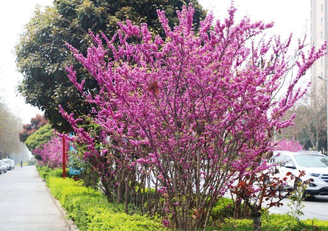 三中路紫荆花图片