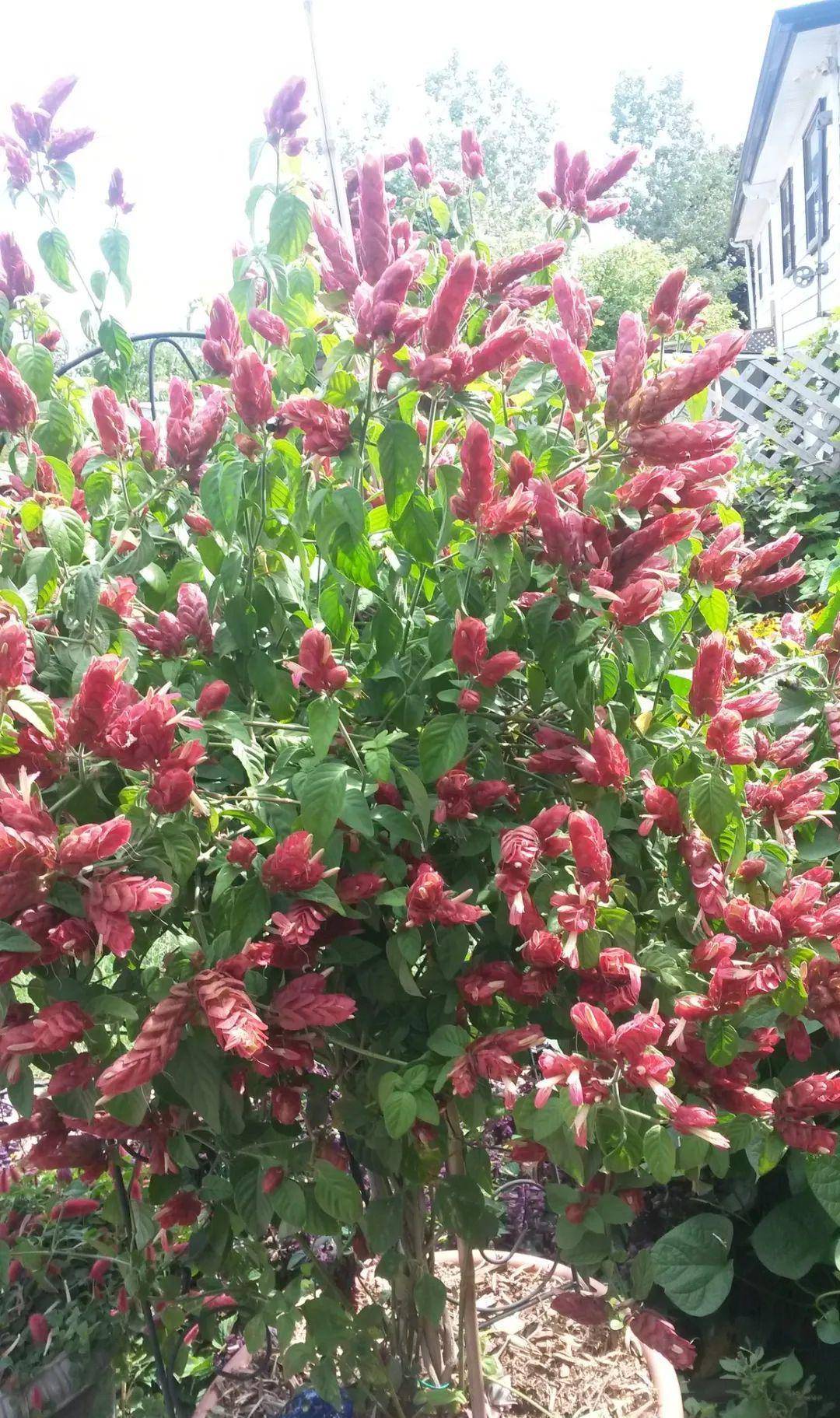 虾衣花,花朵像煮熟的虾,养成盆栽极少病虫害,特省心的植物_温度_修剪
