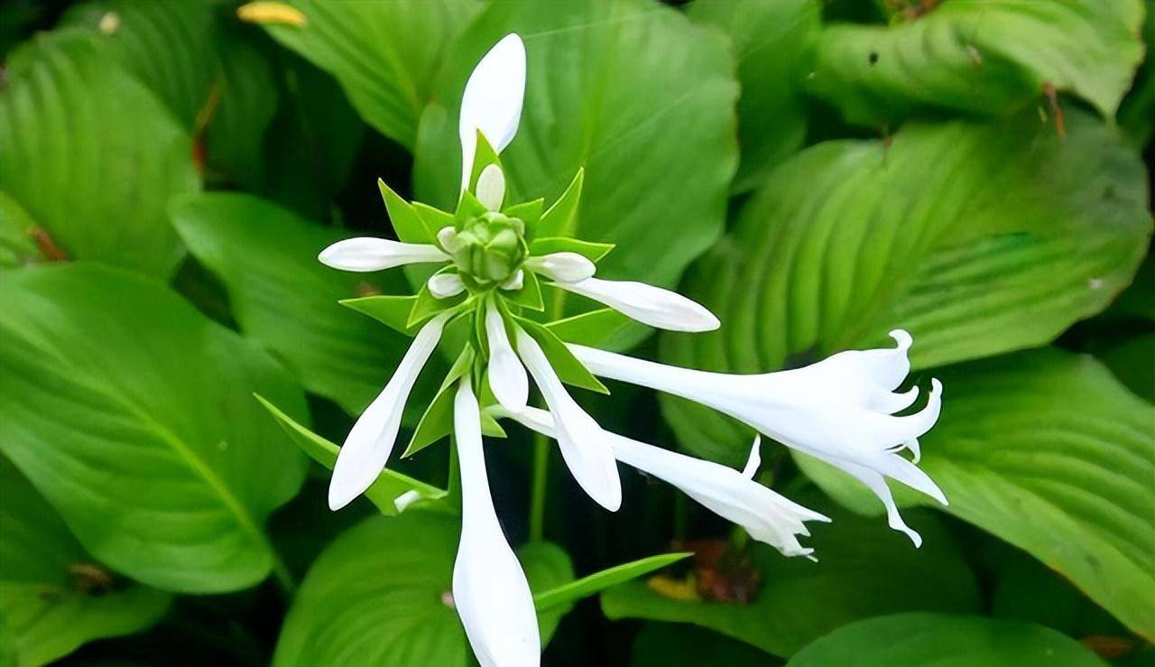 室内光照不足,选这10种耐阴花,皮实耐看,感受阴生花境的魅力_养殖
