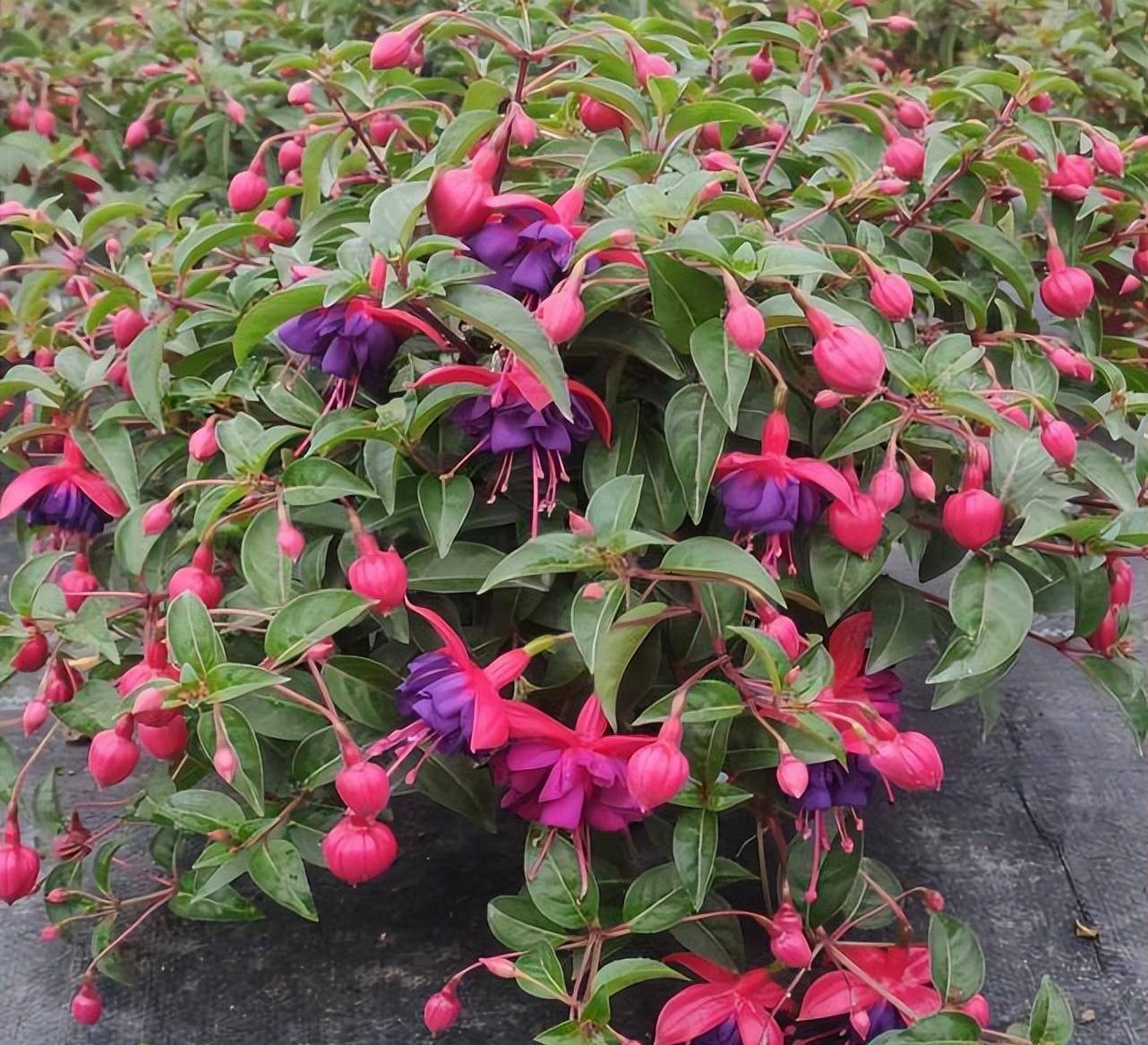 倒挂金钟也有人称它们为灯笼花,作为一种半灌木,最开始是在墨西哥等地