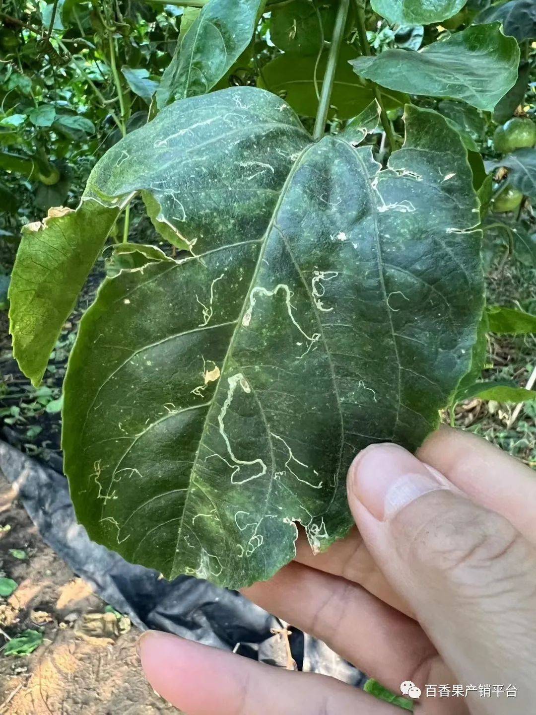 百香果叶片里的蛀虫——美洲斑潜蝇_防治_幼虫_害虫