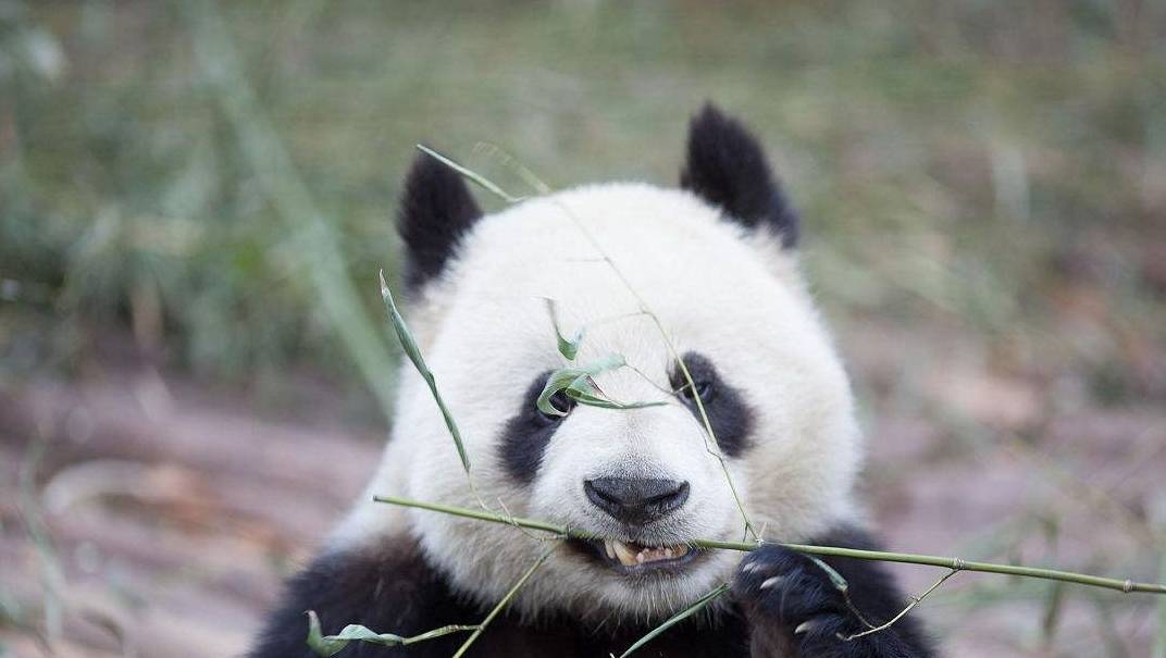 学会了吗（大熊猫的天敌是谁）大熊猫的天敌是谁为什么它这么稀少 第3张