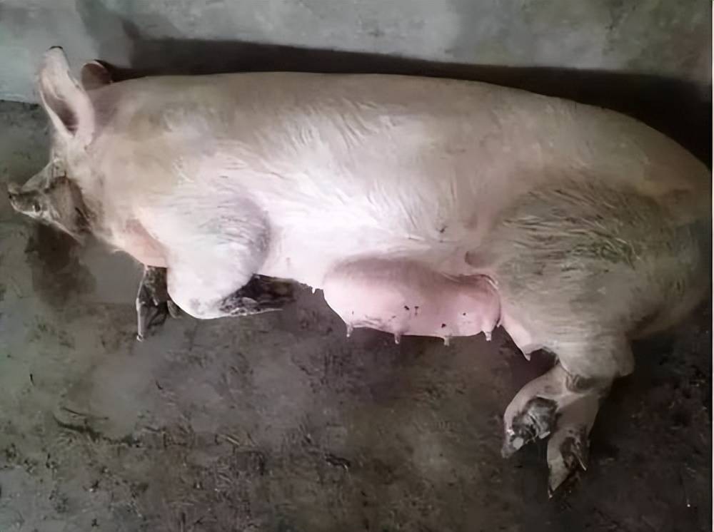 总之,母猪乳房炎是一种常见的疾病,及时诊断和治疗非常重要.