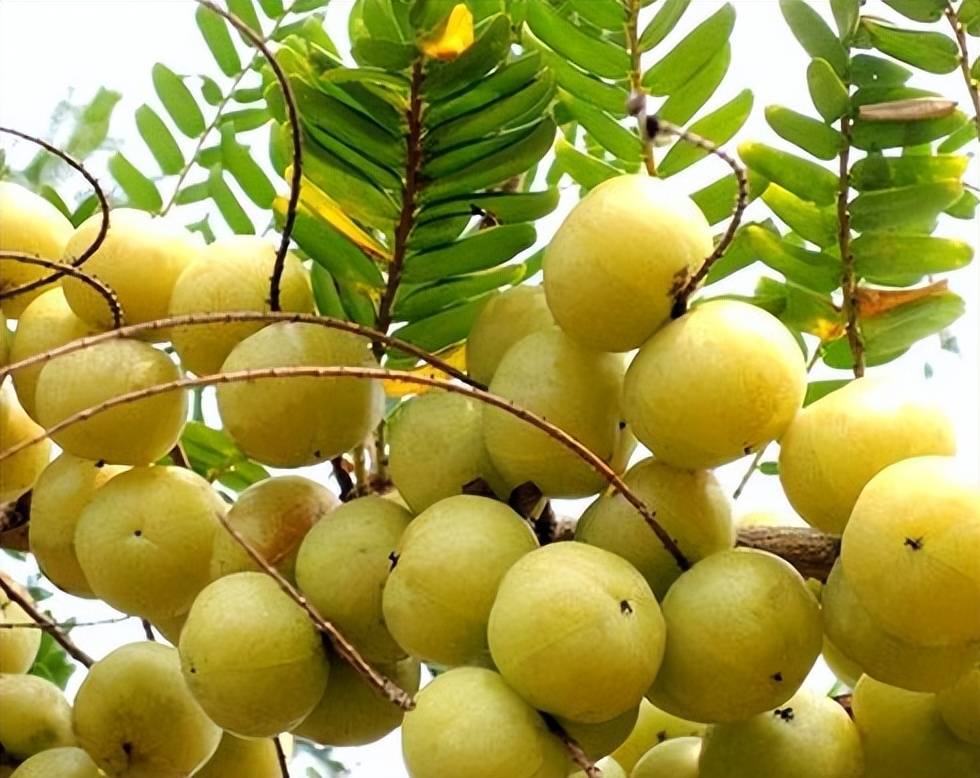 农村里"又苦又酸" 的野果子,是不少人的儿时回忆
