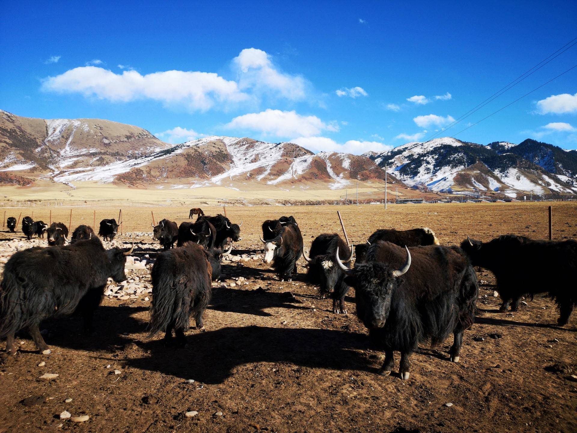 高原精灵牦牛的秘密,牦牛究竟是家养的还是野生的?有何区别?_生活_地