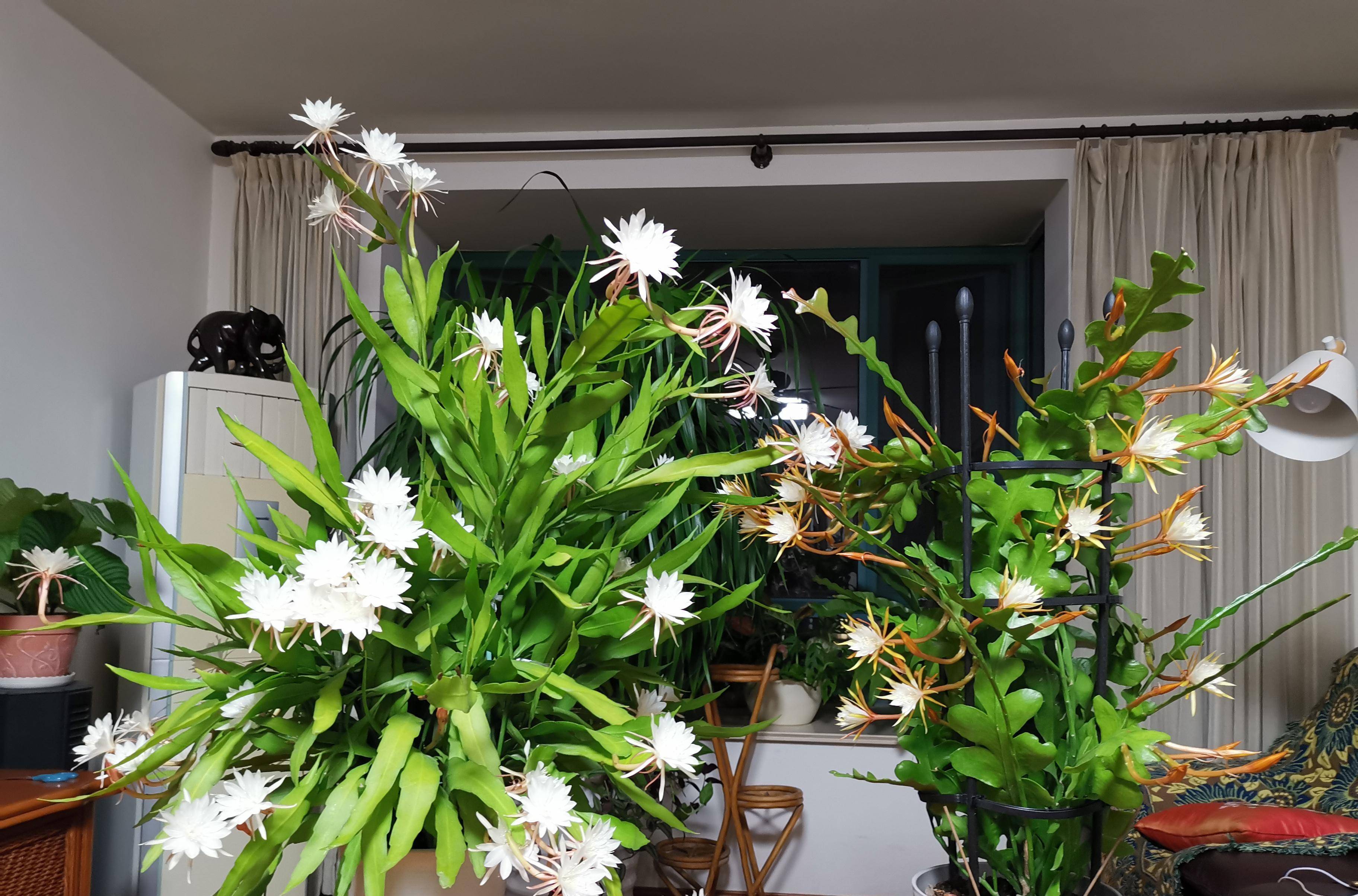 室内盆栽"新宠"—锯齿昙花,能观叶,赏花,闻花香,耐阴且好养_开花_植物