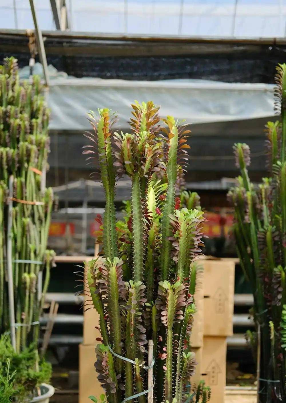 镇宅挡煞的最厉害的树(镇宅挡煞的最厉害的树是什么)