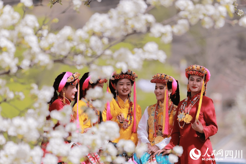 丹巴梨花节图片