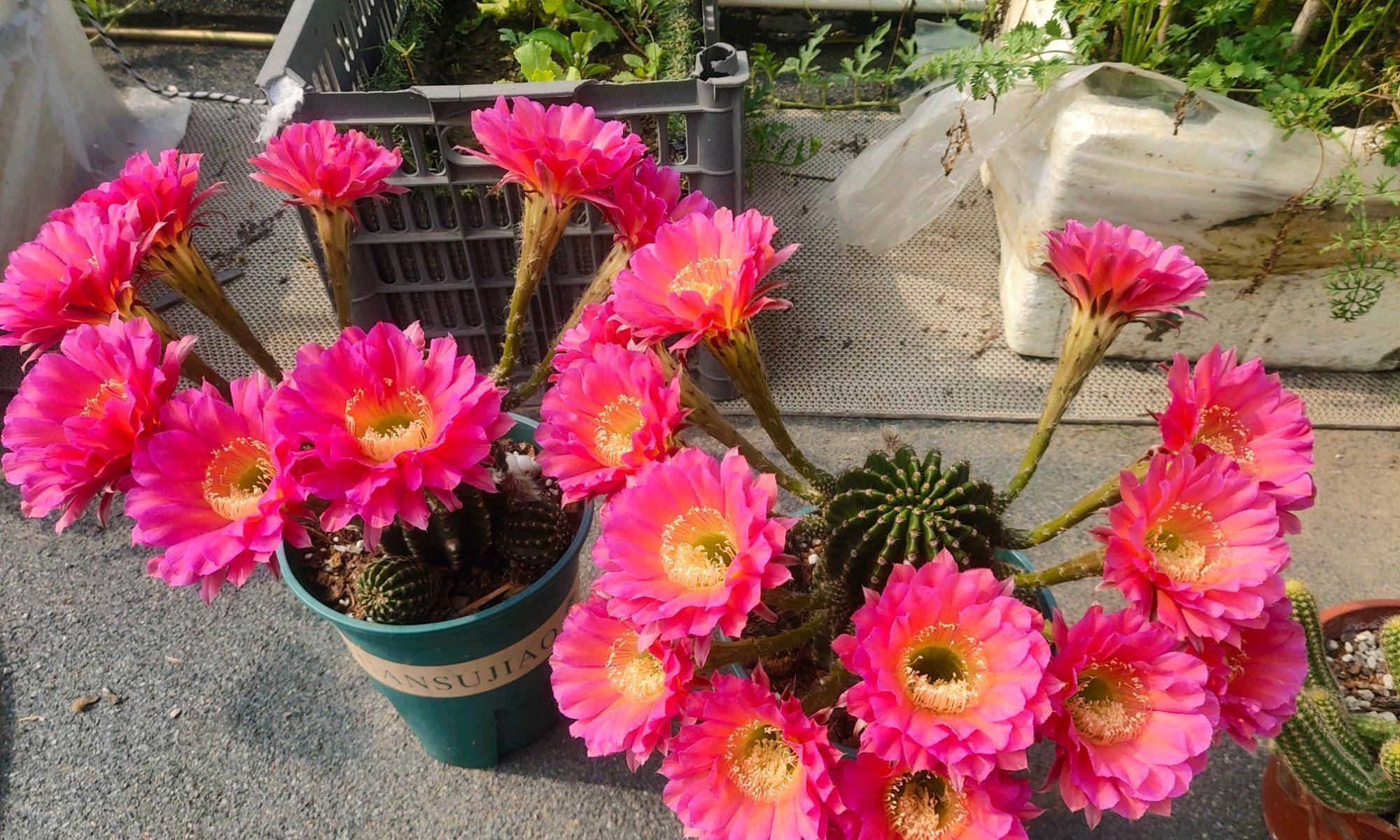 有种仙人球叫"浓桃筋",颜值高,爱开花,香味好闻,你值得拥有_品种_植物