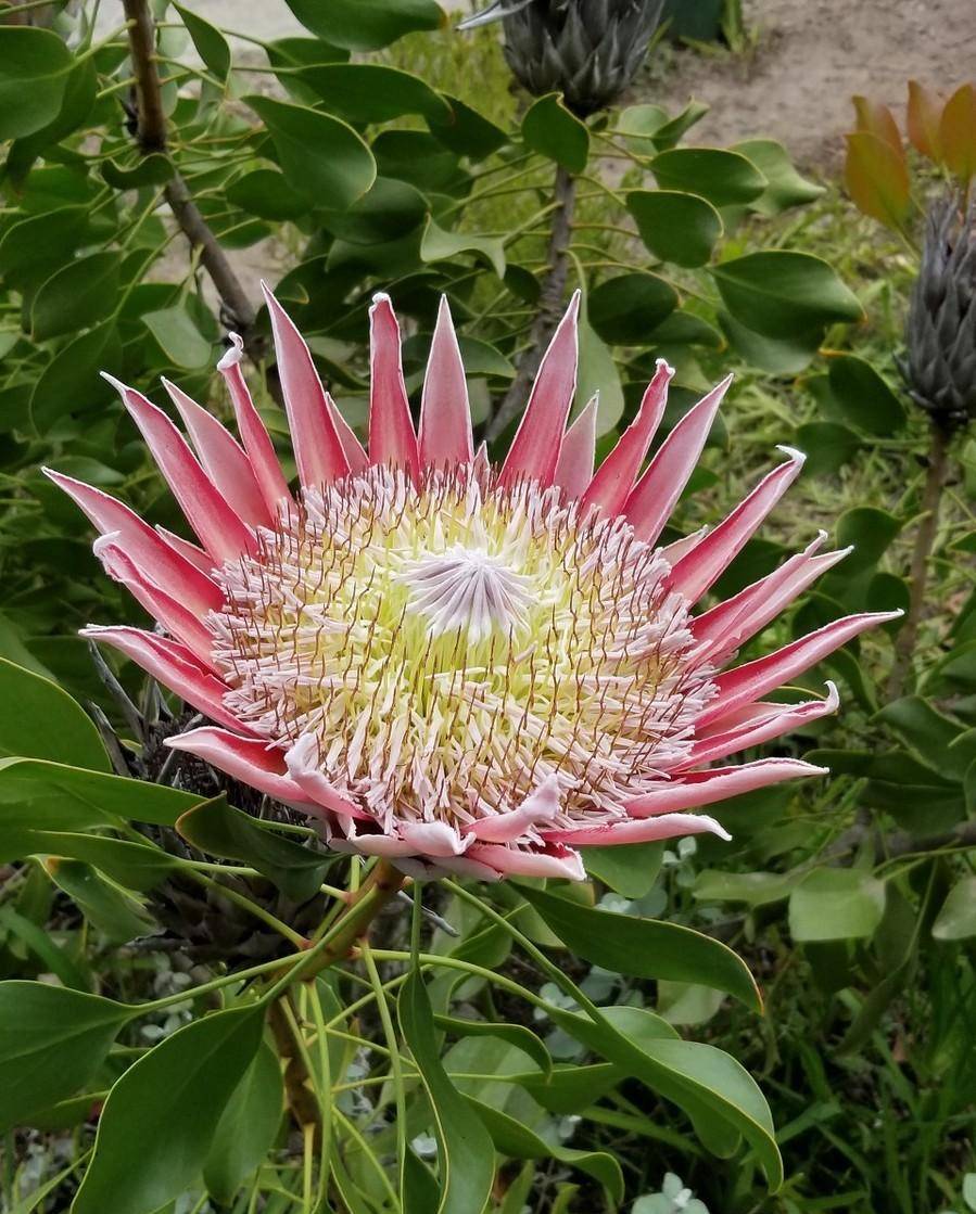 6种"贵族花",美的不像话,动辄上千元,家里"有矿"才舍得买_价格_种植