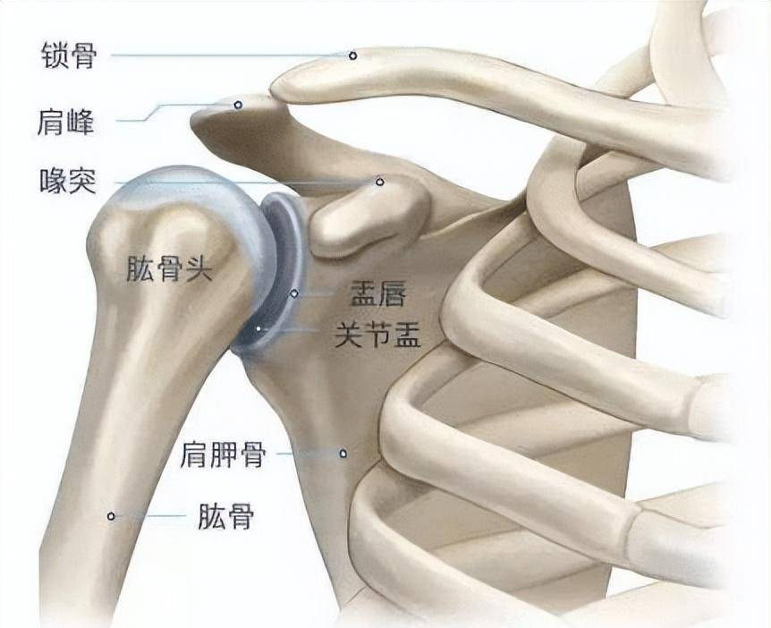 肩袖位置图图片