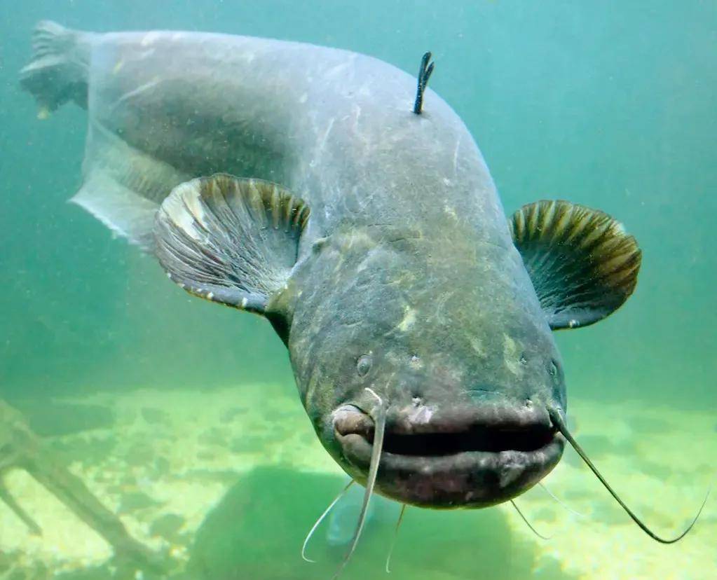 鲶鱼家族曝光:她是真的学霸,父亲在体系工作,母亲打扮珠光宝气_网友_