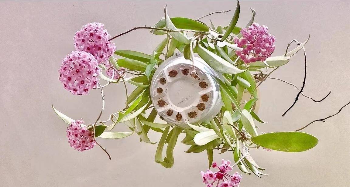 耐阴又爱开花的球兰—迷你贝尔,观叶,赏花又闻香,养护也简单_种植