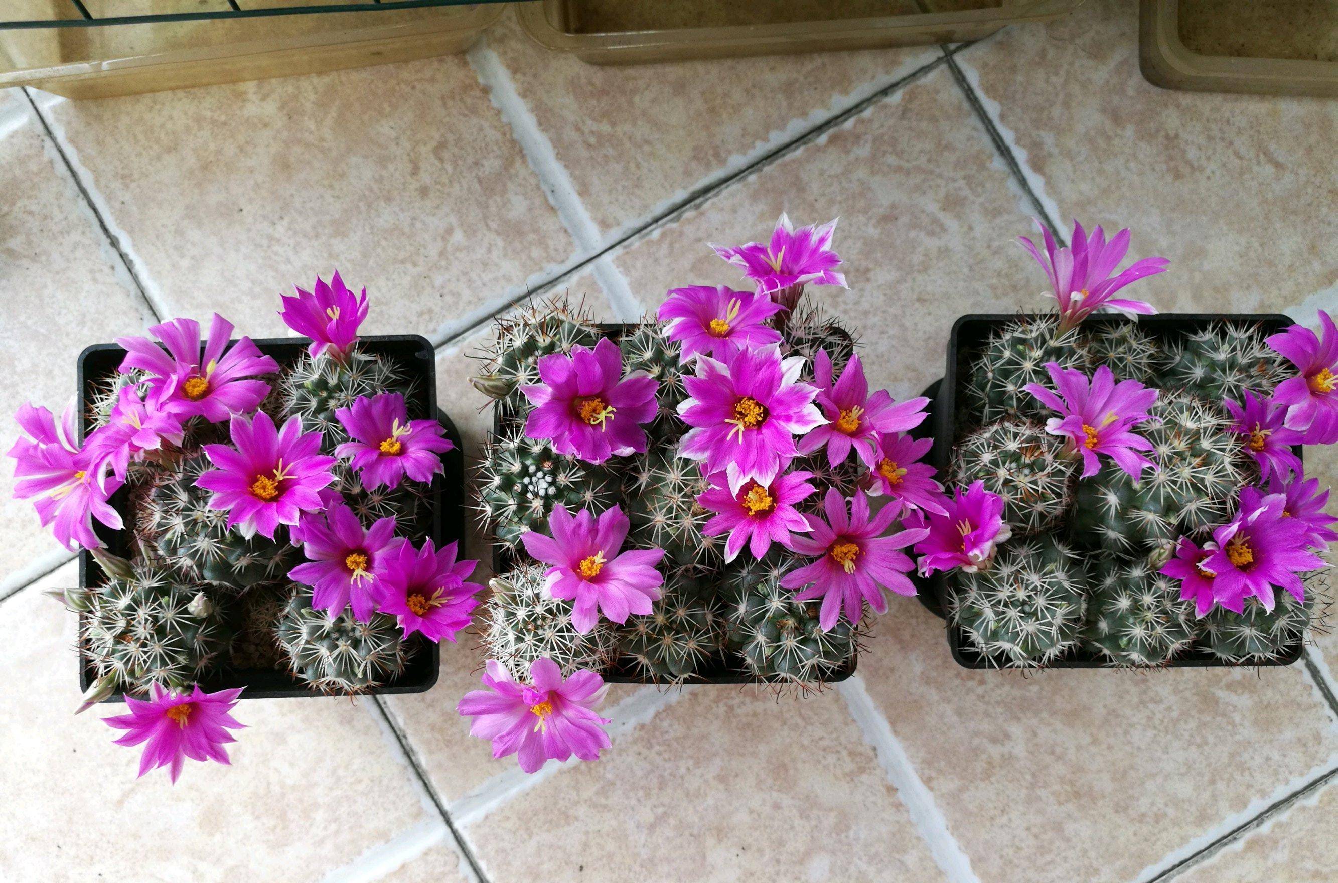 好养又爱开花的仙人球—蓬莱宫,花期春夏秋,观球,观刺又观花_品种