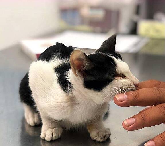 狗狗发现失明小猫秒冲过去,好心主人收编带回家 狗狗发现失明小猫秒冲过去,好心主人收编带回家