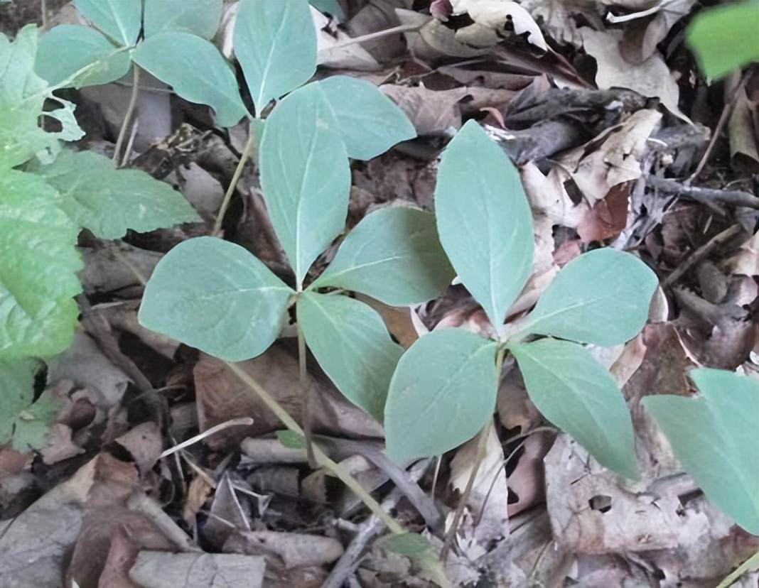 山林里无人问津的野草,农村称为"山海螺",殊不知根部价值高_植株_叶片