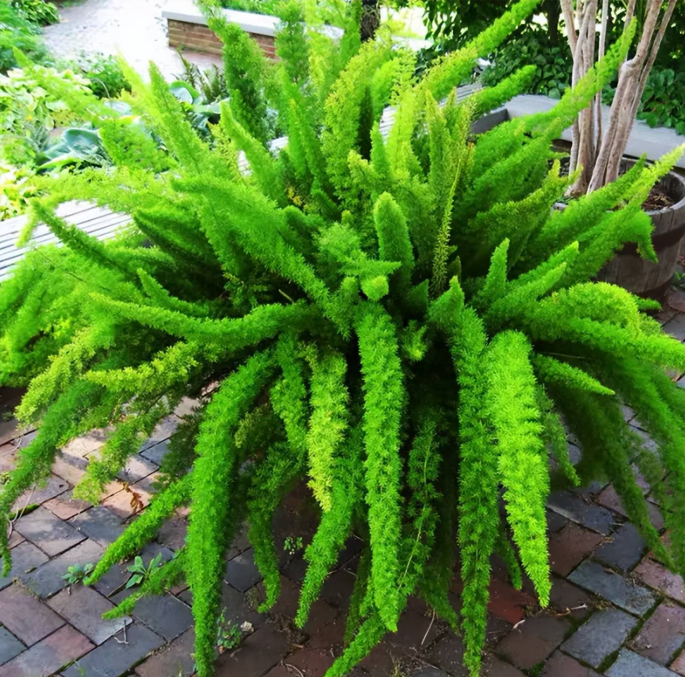 花园中的绿色九尾狐——狐尾天门冬_植株_养护_光照