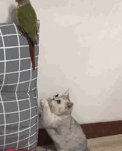 猫咪排队偷肉吃轮流放风,黑猫:快点吃该轮到我了! 猫咪排队偷肉吃轮流放风,黑猫:快点吃该轮到我了!