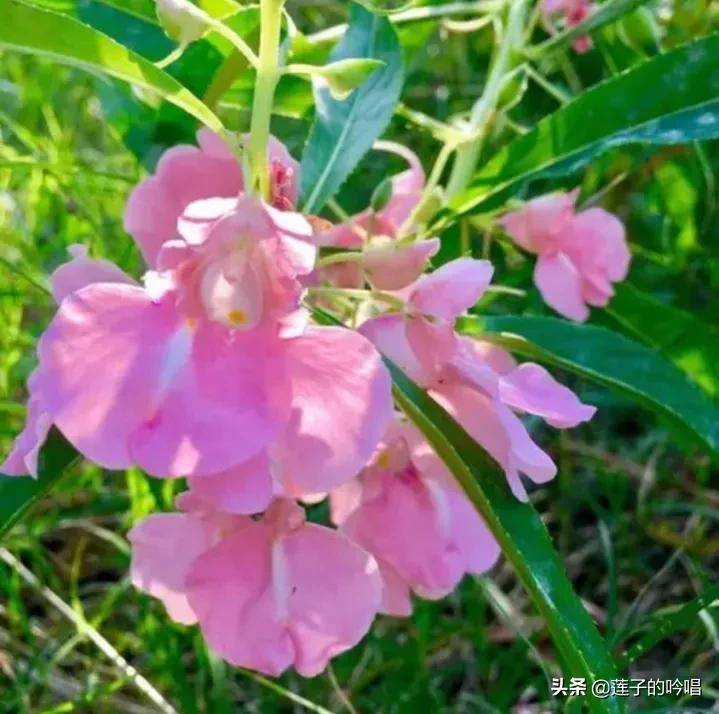 指甲花染头发癌症图片